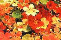 Nasturtium majus Climbing Mixed