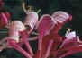 Honeysuckle