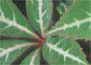 Parthenocissus henryana
