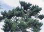 Pinus sylvestris "Scots pine"