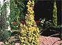 Taxus baccata "standishii"