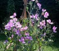 Sweet peas, deadhead regularly for a continuous show of blooms.