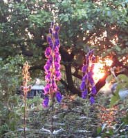 Monkshood, Aconitum