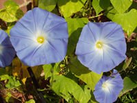 Ipomoea Heavenly Blue