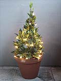 Buy christmas trees