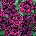 Dianthus Tropical Butterfly