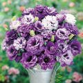 Lisianthus Blue Lagoon