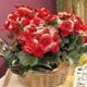 Begonia: Aromatic