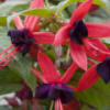 Fuchsia Lady Boothby