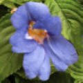 Busy Lizzie 'Blue Sky'� (PBR applied for)