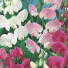 Sweet Pea Everlasting