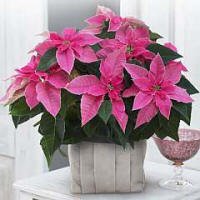 Princettia�
