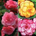 Begonia Bumper Pack