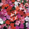 Impatiens Accent Mixed F1
