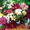 Clematis - Large-flowered Collection