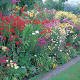 Perennial Cottage Garden Bumper Pack A & B