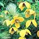 Clematis tangutica Bill Mackenzie, group 3
