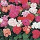 Geranium T&M's Jackpot F1
