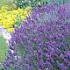 Lavender Hidcote