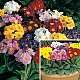 Polyanthus Crescendo� Mixed F1 Hybrid
