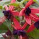 Fuchsia Lady Boothby