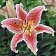 Lily Oriental Stargazer