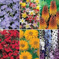 Cottage Garden Perennials - Bumper Pack 1