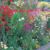 Cottage Garden Perennials - Bumper Packs 1 & 2