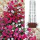 Petunia Tidal Wave