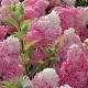 Hydrangea paniculata Vanilla Fraise