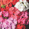 Geranium Colour Carnival F2 Hybrid Mixture Geranium Colour Carnival F2 Hybrid Mixture