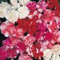 Impatiens Fiesta� Mixed