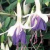 Fuchsia - Carmel Blue