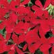 Geranium Balcon Red