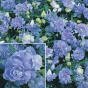 Lobelia Kathleen Mallard