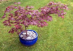 Acer palmatum atropurpureum in glazed blue container