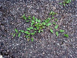 If only all plants were this tough, bindweed coming up through a tarmac driveway