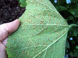 rust on hollyhock leaf