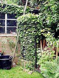 appropriate weeds -2, ivy hiding a shady water butt