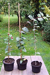 different varieties will grow at different rates and with different patterns