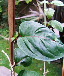 ties should be just above leaf nodes so they don't slide down the stem