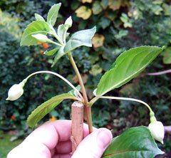 when the stem reaches the top of the stick it's time to let it become bushy, but no flowers yet!