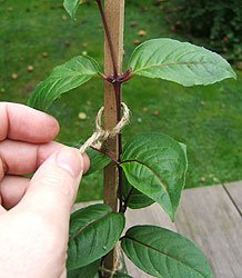 tie firm loops to hold the stem to the stick, but without pressure