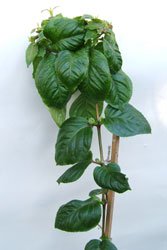 a bushy head starting to develop, still some time off allowing it to flower though