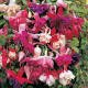 Fuchsia Bargain Bumper Packs