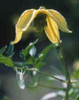 Clematis tangutica