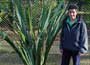 Phormium tenax, how trendy can one plant be?