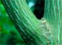 snake bark maple