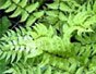 Ferns