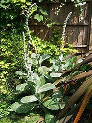Verbascum olympicum in mixed border